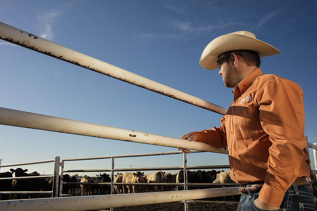 A man with a cowboy hat looking at his livestock