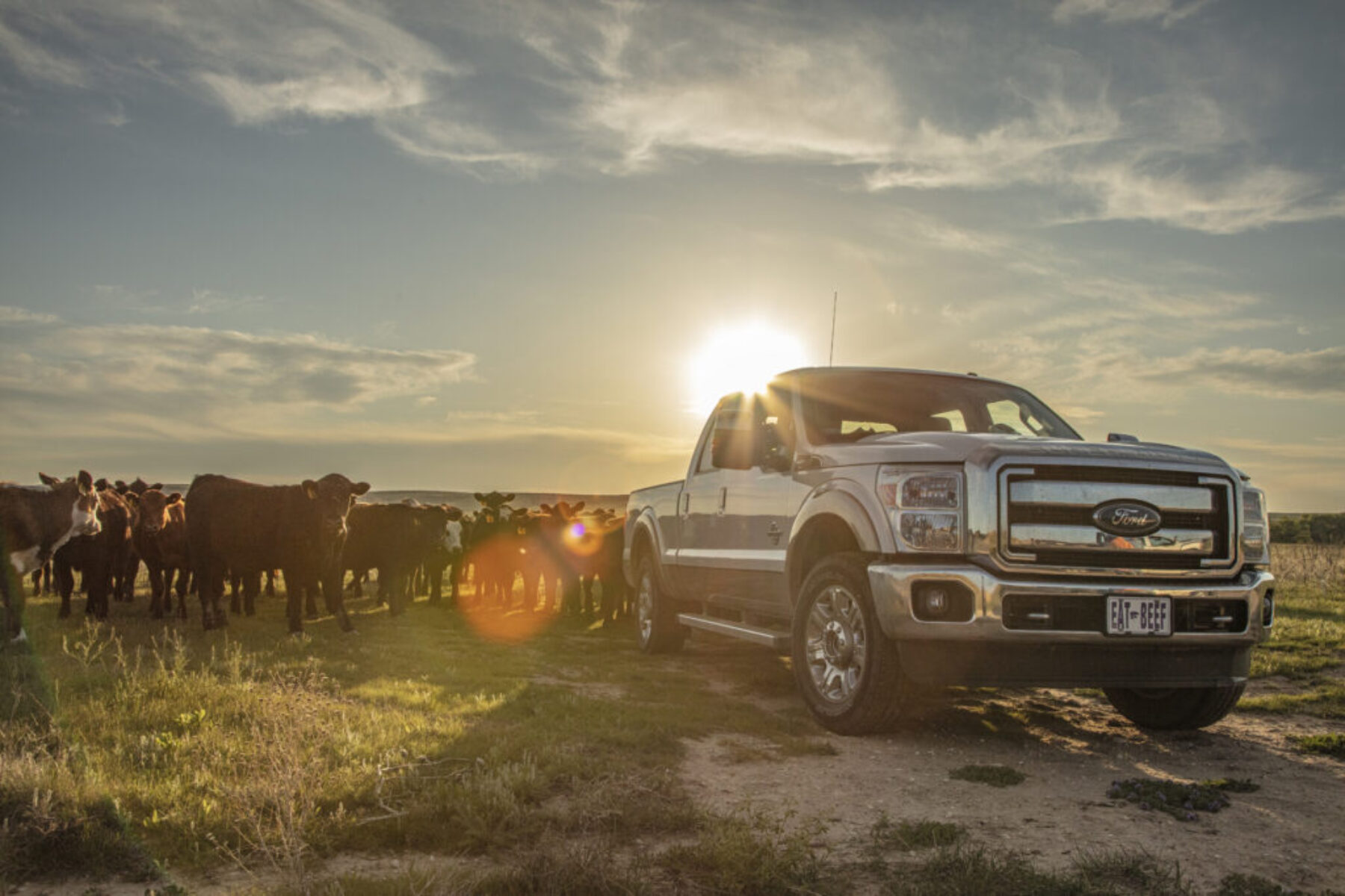 A truck with many cows behind it