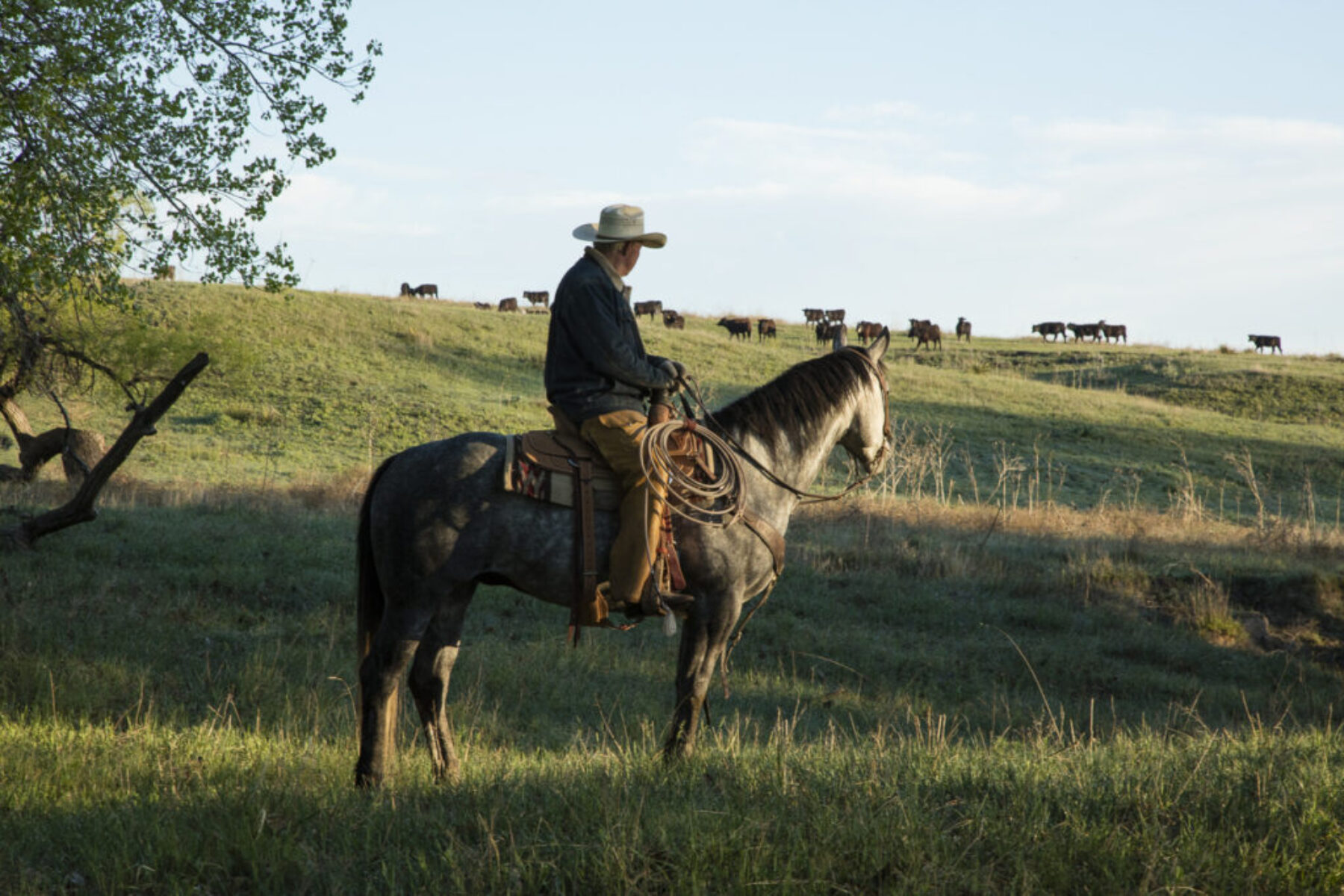 A man on a horse looking over his livestock