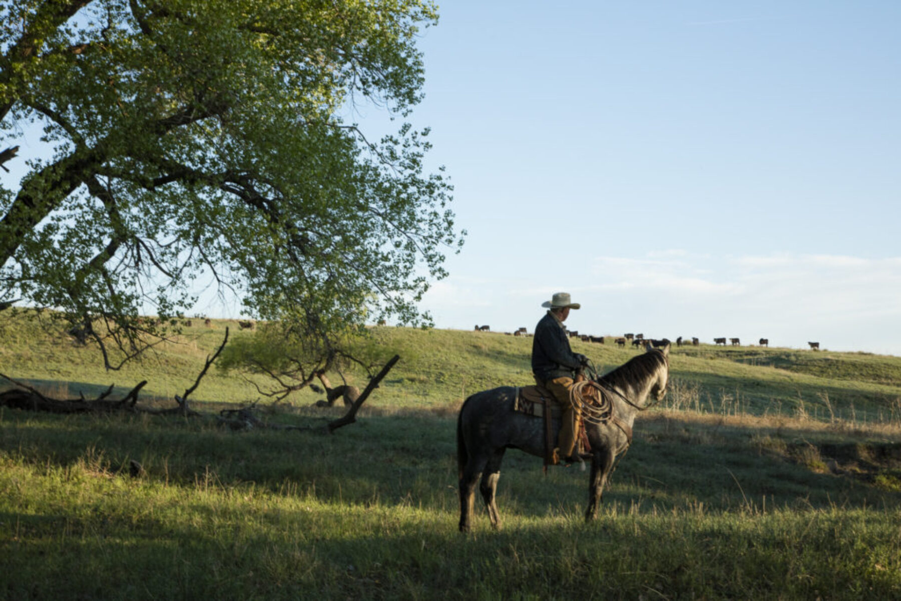 Authentic Western Ranch Branding Photography — Cowboy on Horseback at Sunrise Branding photograph of a cowboy on horseback in an open field at sunrise, looking over grazing cattle under a large tree.