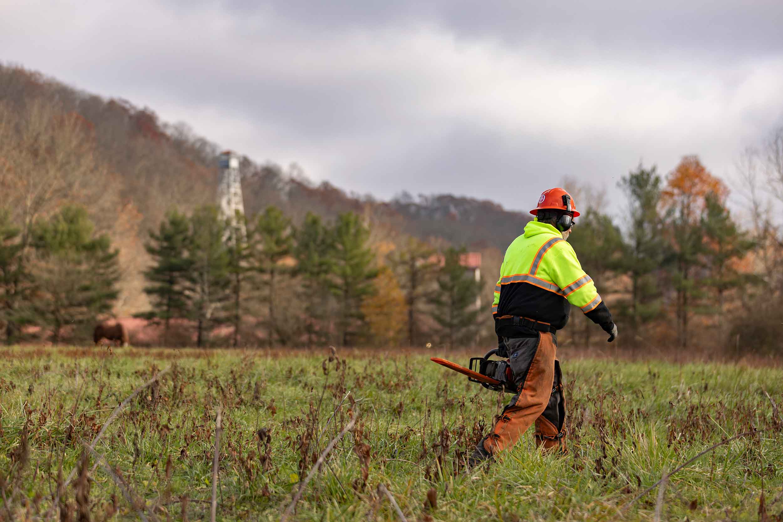 Utility vegetation management worker wearing an orange hard hat and high-visibility jacket carries a chainsaw through a rural field in Virginia.